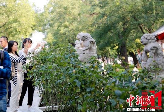 断虹桥上的石狮惹人喜爱 杜洋 摄